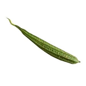 Turi (Ridge Gourd) Regular