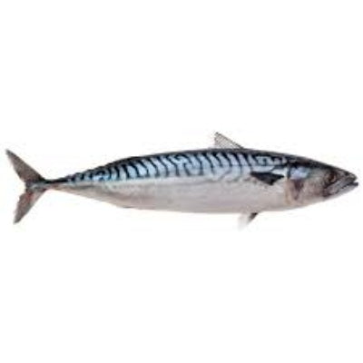 Spar Titus Fish ~1 kg