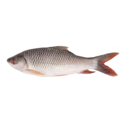 Rohu Fish (Whole) ~1.3 kg