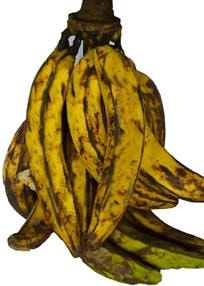 Plantain Bundle - Medium