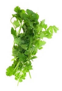 Coriander