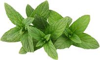 Mint Leaves