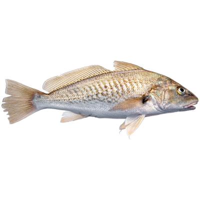 Fresh Bharat Croaker ~1 kg